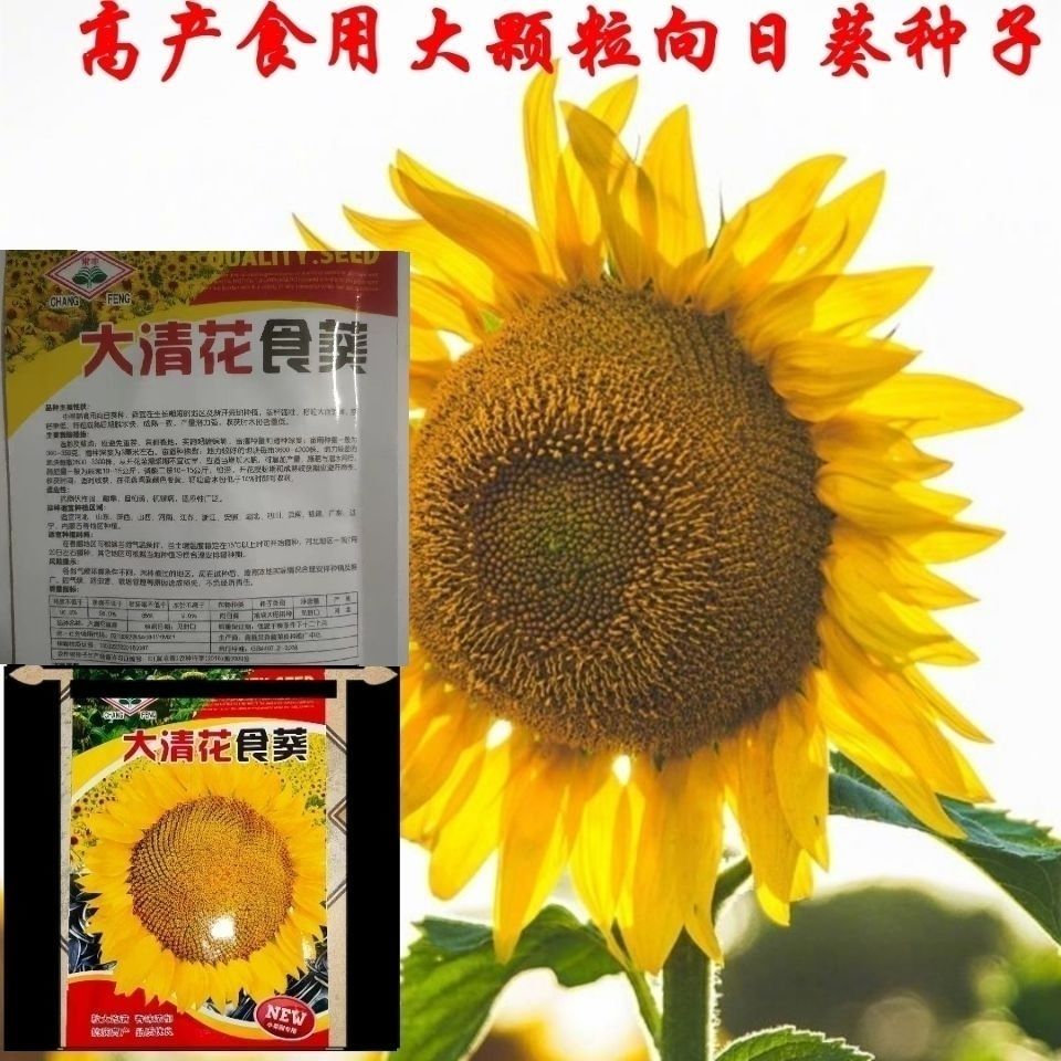 向日葵种子食用葵花籽高产杂交大型高杆食葵种子特大盘瓜子种四季