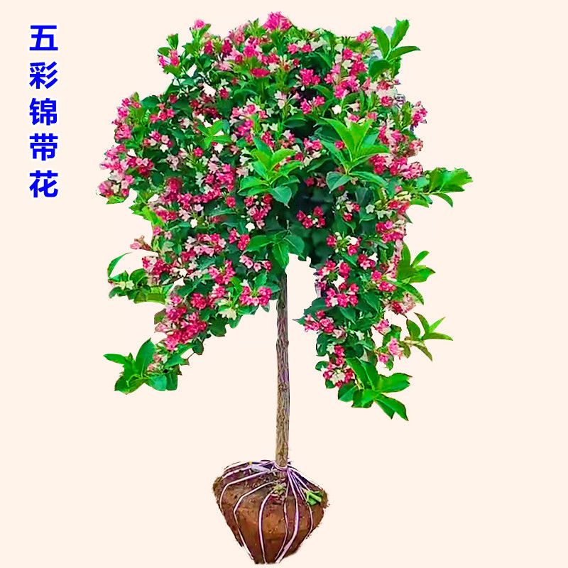耐旱树苗五彩锦带花盆栽七彩寒别墅树苗庭院花叶红王子花苗风景树