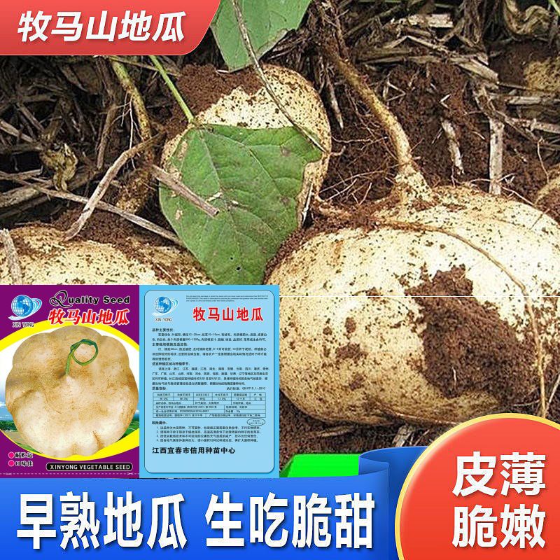 牧马山地瓜种子凉薯种籽生吃脆甜早熟地瓜皮包脆嫩耐贮运新手易种