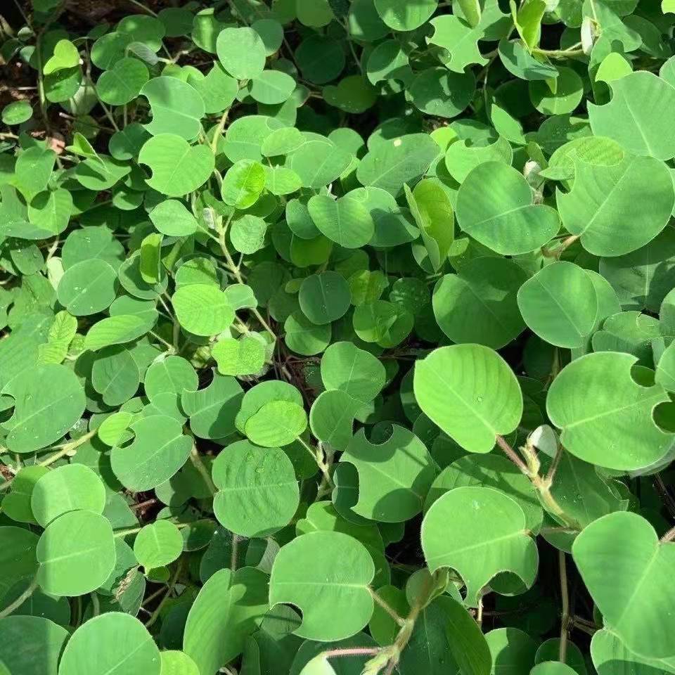 野生广金钱草种子 大叶金钱草 铜钱草连线草排酸中药材泡茶月亮草