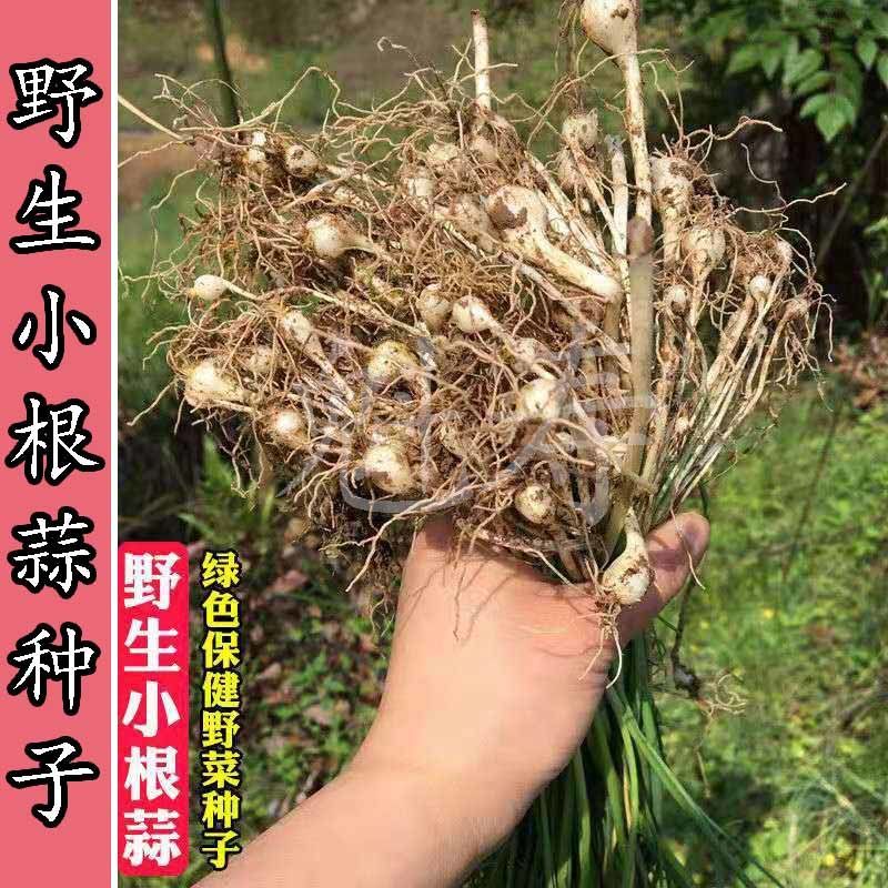 小根蒜种子野韭葱野葱野蒜山蒜薤白大脑瓜小葱种籽耐寒蔬菜种籽