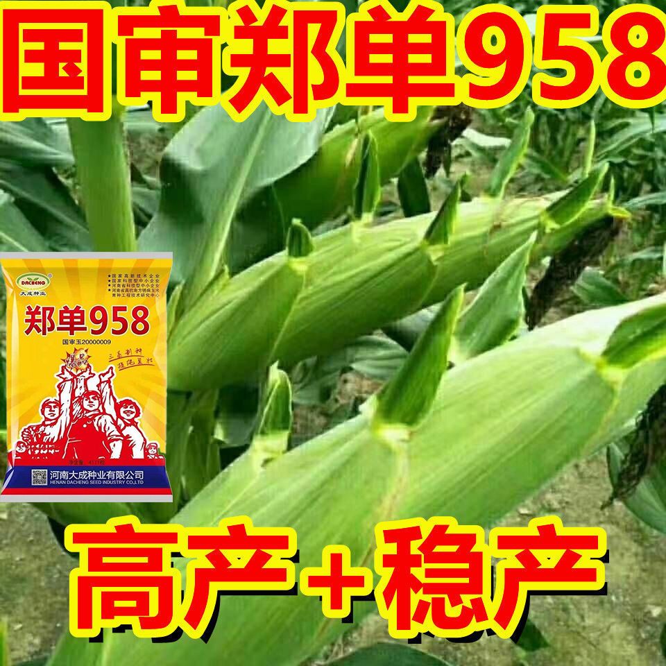 郑单958国审玉米种子高产抗倒抗病抗旱耐涝南北方农科院种子高产