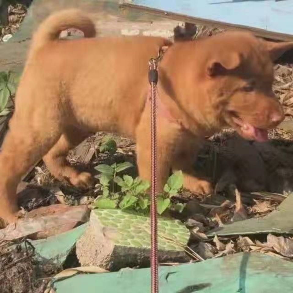 潮汕五红犬混血狗幼犬狗崽狗狗活体红色土狗土猎犬中华田园犬红【3月7