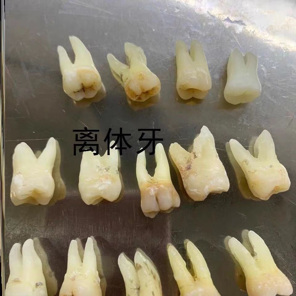 真牙离体牙,前牙,前磨牙,磨牙,学生实验(完整优质牙齿)