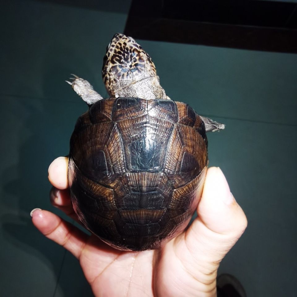 西非侧颈龟深水龟吃屎龟小宠物龟