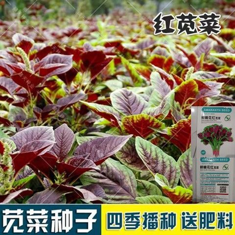 苋菜种子红叶苋菜白苋菜种籽阳台盆栽春夏秋季四季蔬菜种子批发