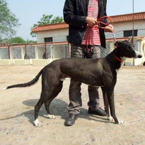 抓兔子狗猎犬格力犬幼犬纯种灵缇细犬猎兔犬大型犬猎狗活体狗【3月7