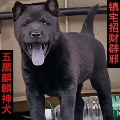 五黑狗广西土猎虎斑狗猎狗四眼狗赶山狗土猎中华田园犬黄狗黑狗【3月7