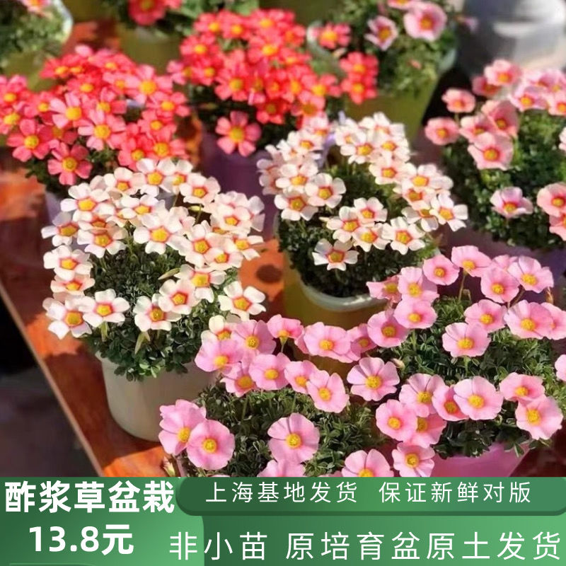 酢浆草盆栽带花大苗耐寒植物窗台庭院花卉醡浆草花期长好养包邮