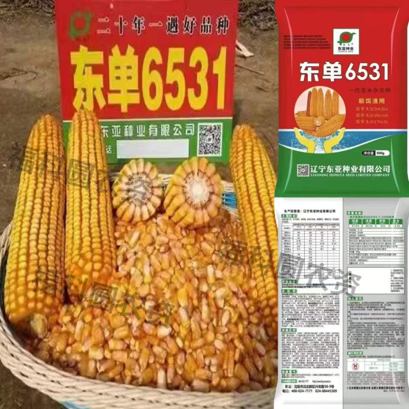 东单6531大田高产玉米种子北方审定大棒稳产抗病抗倒伏矮杆第一名