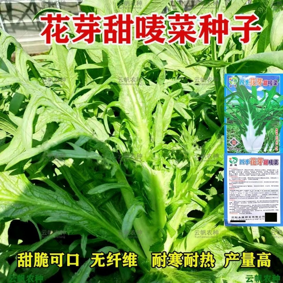 新西兰进口甜麦菜种子高产甜麦菜种子油麦菜种子四季阳台盆栽蔬菜