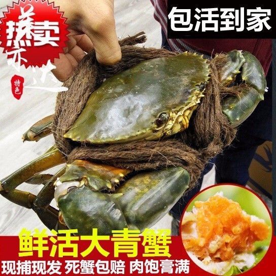 【包活到家】三门青蟹鲜活 特大超大红膏蟹 母蟹野生海捕-年货