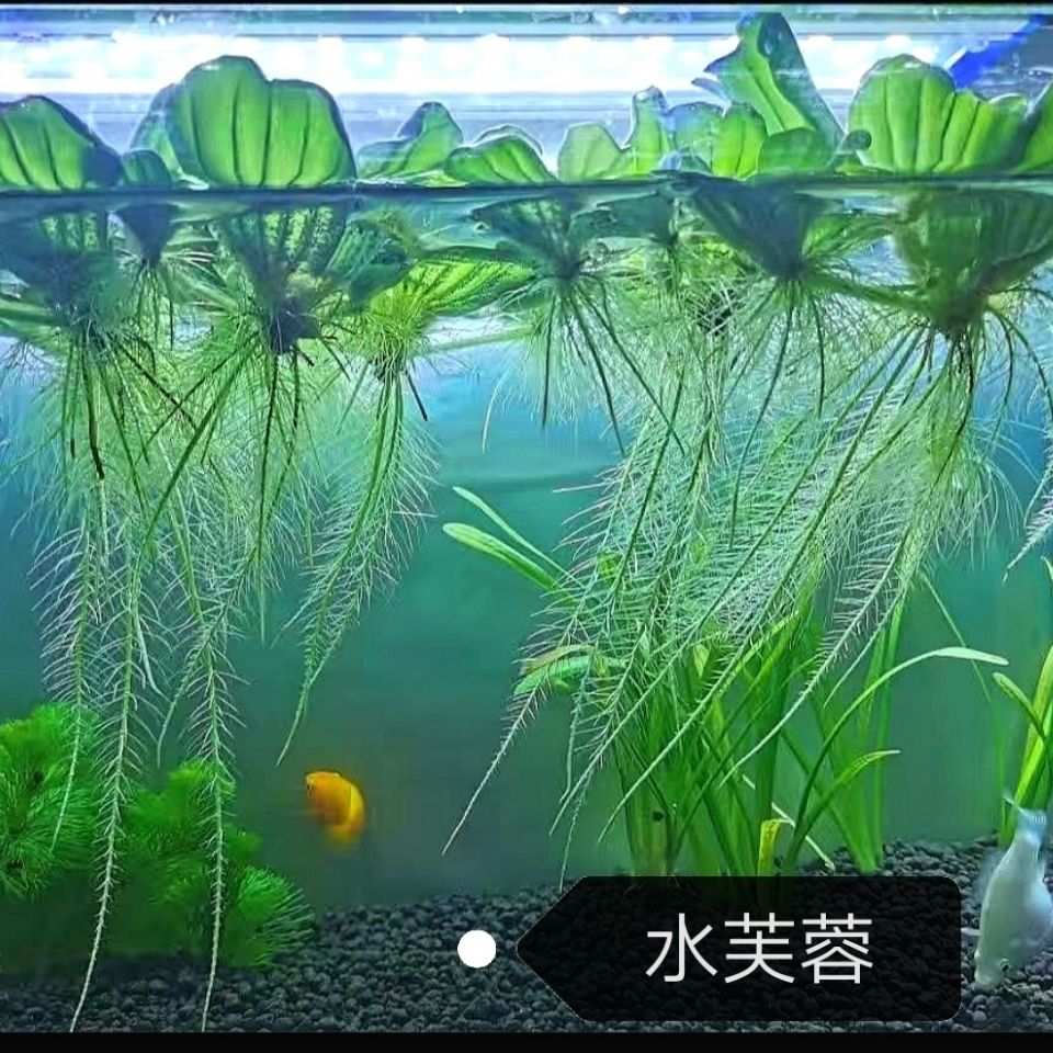 水葫芦水生植物 芝麻萍水芙蓉草水浮莲 超强污水净化浮萍飘浮草