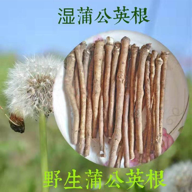干的野生蒲公英带根儿泡茶整颗婆婆丁纯天然晒干药材批发清热降火