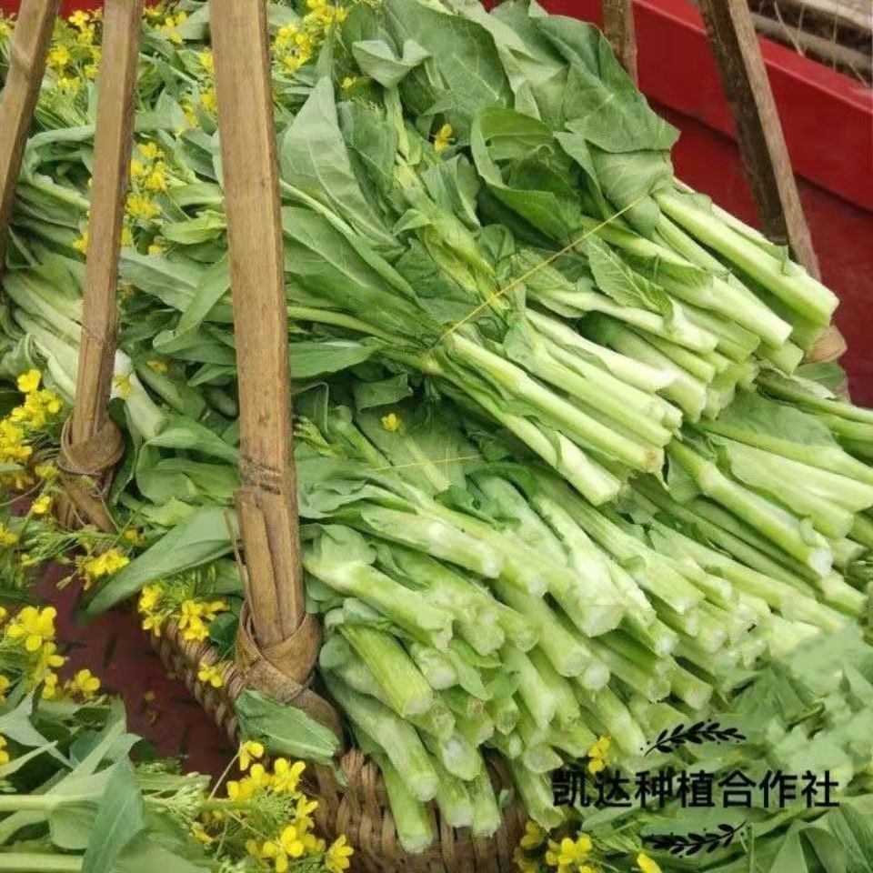 时令菜心青菜苔新鲜蔬菜霜冻油菜苔露天小青菜长菜杆白菜苔