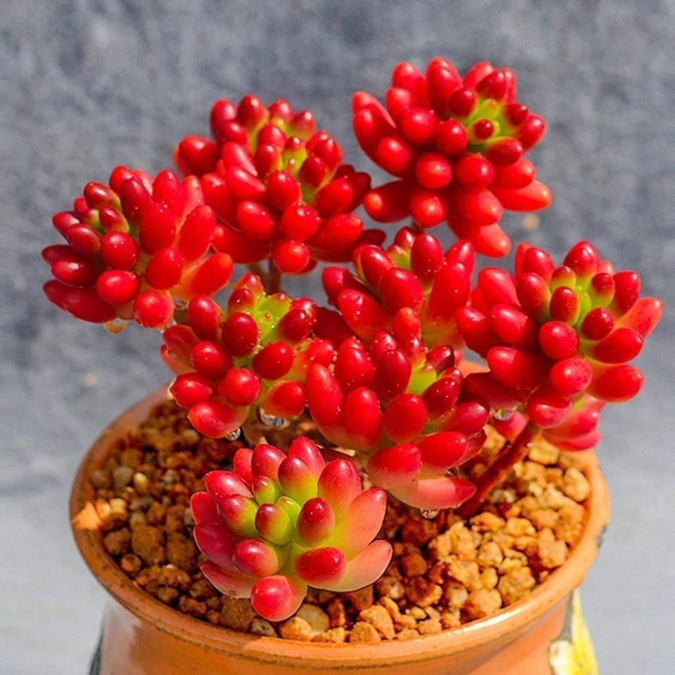 虹之玉锦浆果锦 多肉植物小老桩肉肉高档品种 批发花卉绿植防辐射