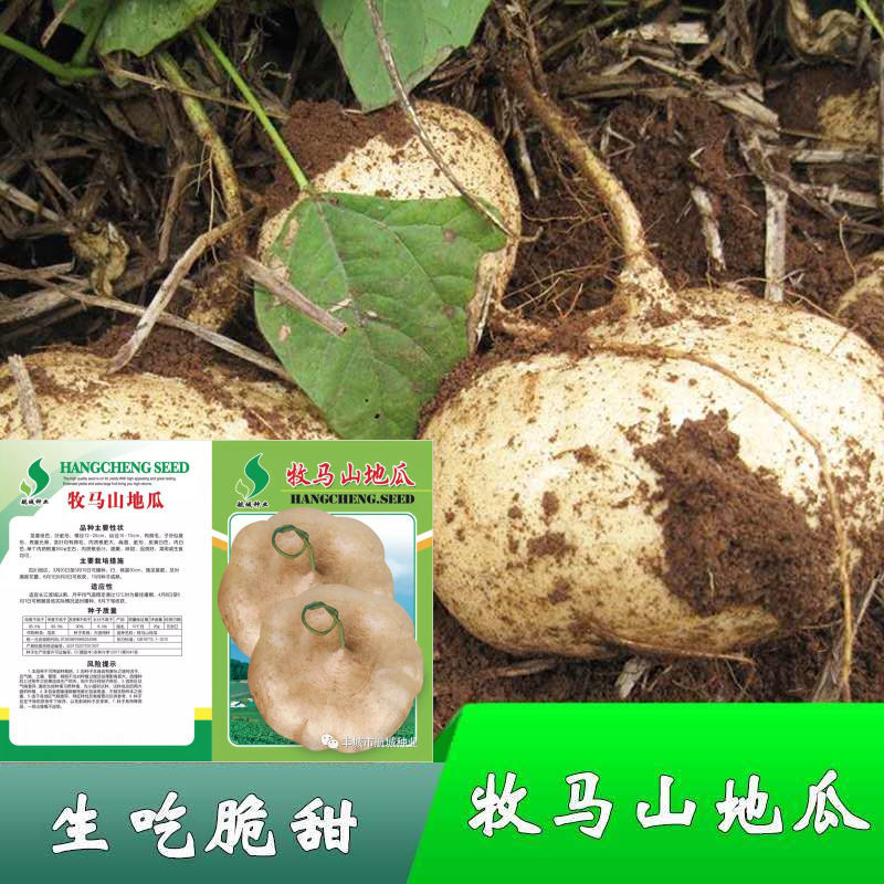 牧马山地瓜种子凉薯籽生吃脆甜皮薄无渣春季秋季播种蔬菜水果种子
