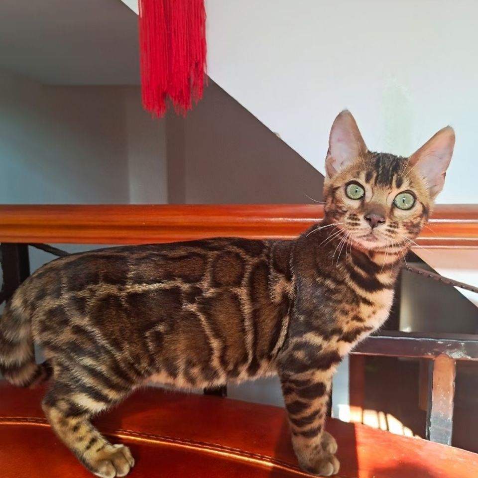 孟加拉豹猫宠物猫活体豹纹猫布偶加菲矮脚波斯英短美短起司