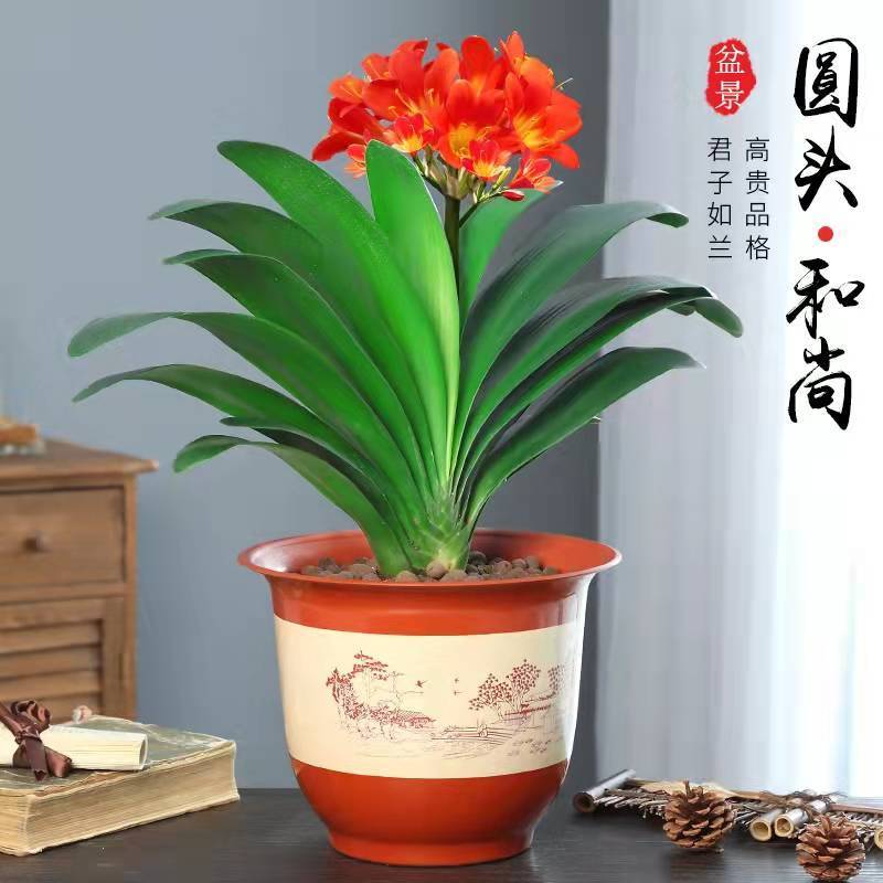 精品第一名大君子兰盆栽带花苞高档花卉绿植圆头和尚四季常青好养