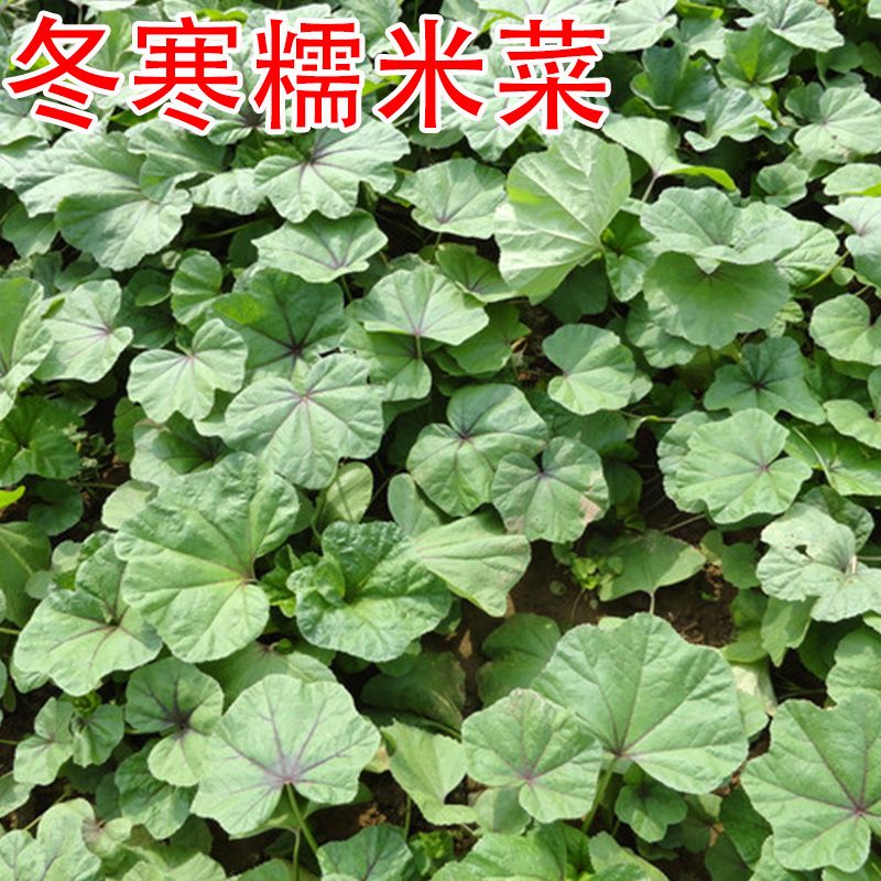 糯米冬寒菜种子冬苋菜马蹄菜高钙菜盆栽野菜四季青菜种籽春天季秋