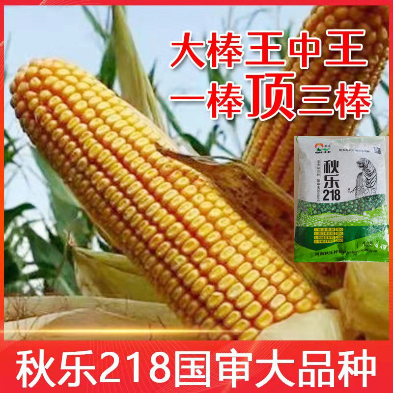 超高产玉米种子国审红轴矮杆大棒抗病抗倒轴细粒长抗旱耐涝南北方【2