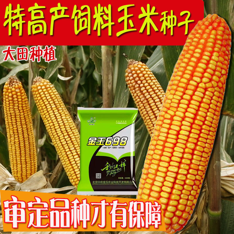 矮大棒金玉698大田种植杂交玉米种子大田高产大穗抗病玉米种籽