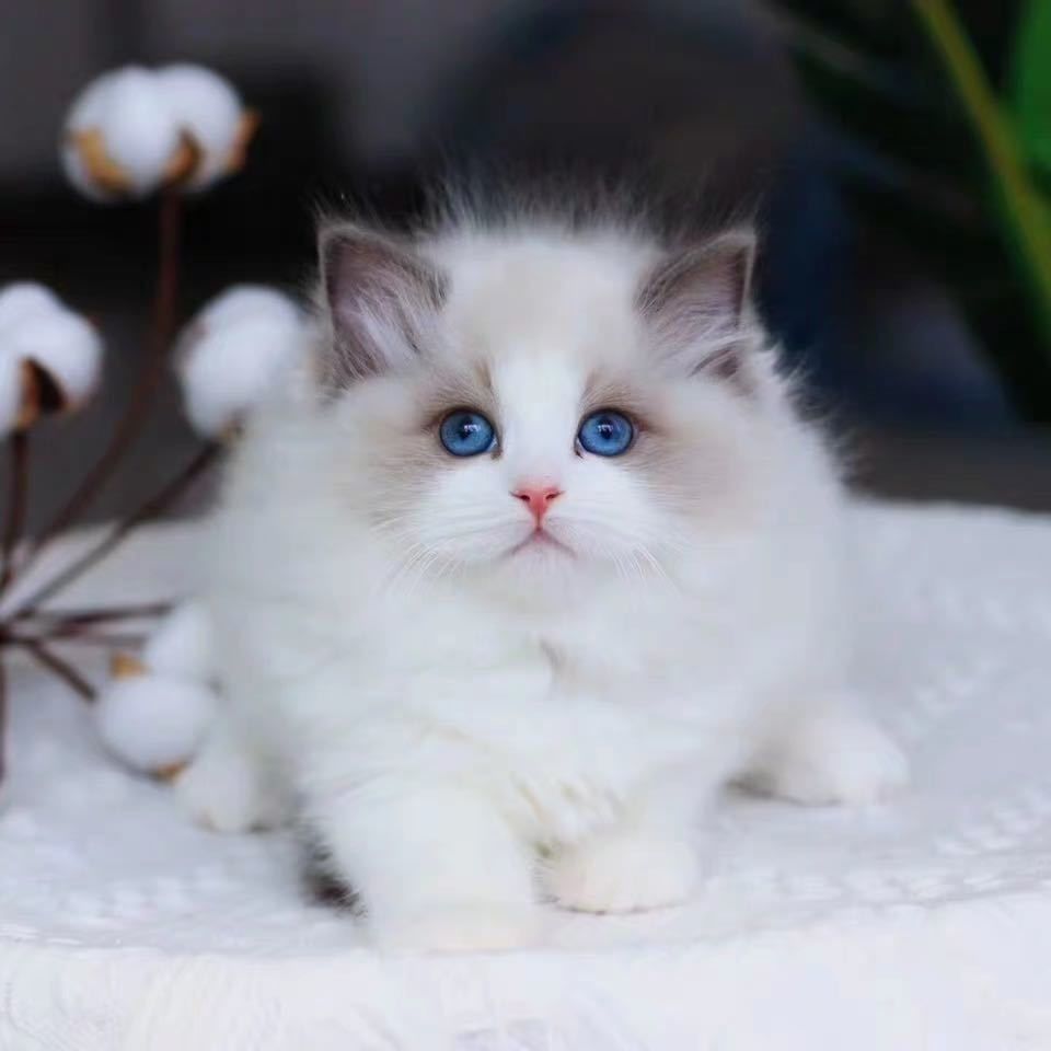 混血海双布偶猫蓝双布偶重点色布偶猫山双布偶猫幼猫蓝眼宠物猫咪【1