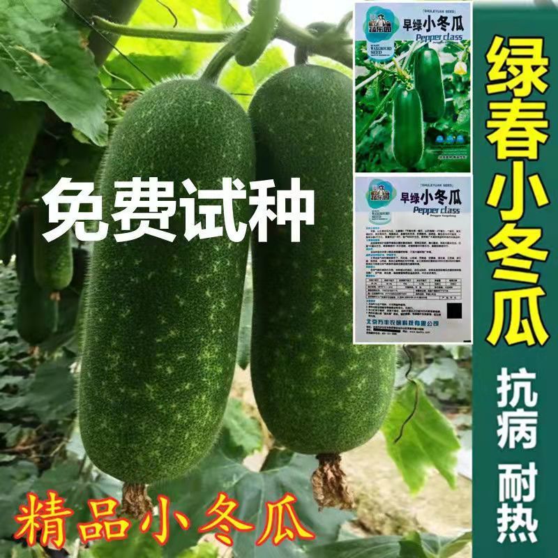 早绿小冬瓜种子毛冬瓜小节瓜迷你水果冬瓜早熟庭院大棚高产四季播