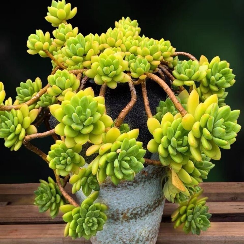 春萌/春萌缀 带香味群生老桩多肉植物  云南基地清仓包邮