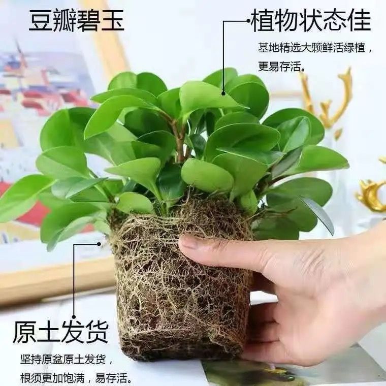 豆瓣绿碧玉盆栽四季常青室内绿植花卉可水培土培客厅桌面植物