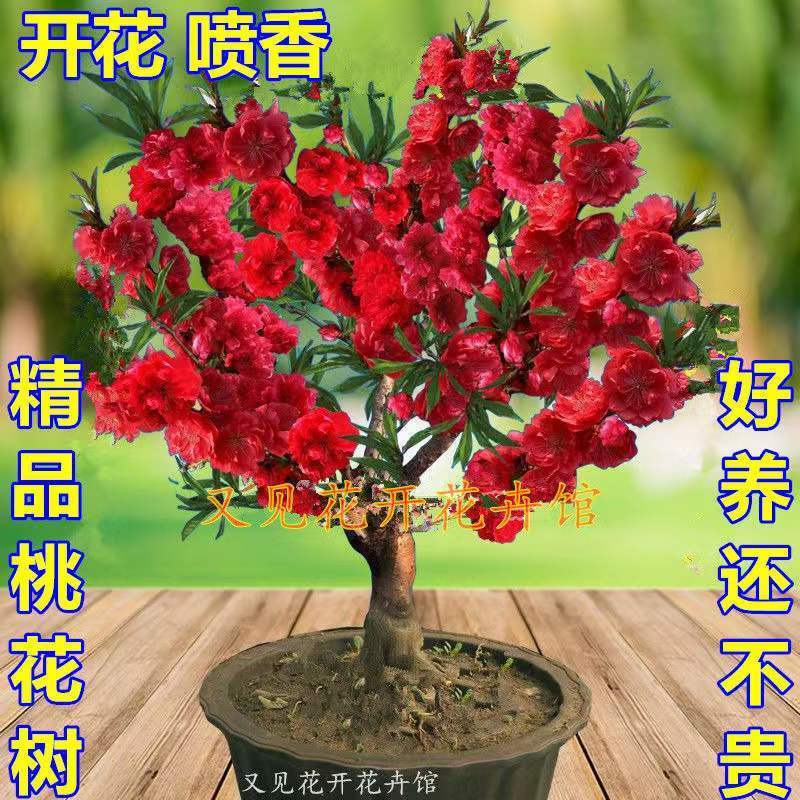 桃花苗带花苞嫁接长寿桃花桃树抗寒品种盆栽客厅庭院南北方种植