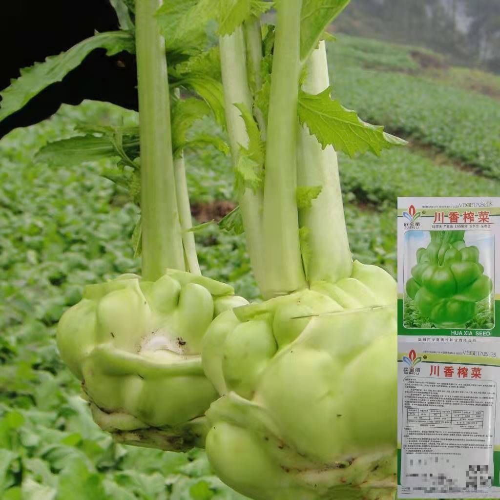 原装正品川香榨菜种子涪陵榨菜叶用种子菜耐寒耐抽薹蔬菜种子