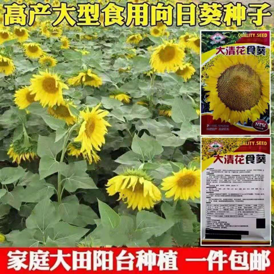 超级向日葵向日葵种子高产瓜种子大粒饱满葵花籽阳台庭院大田种植