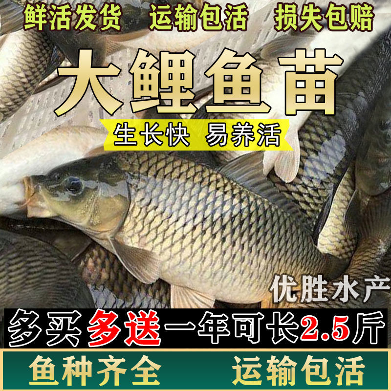 鲤鱼苗活体鲫鱼苗塘淡水养殖本地草鱼苗食用鱼饲料四大家鱼苗大全