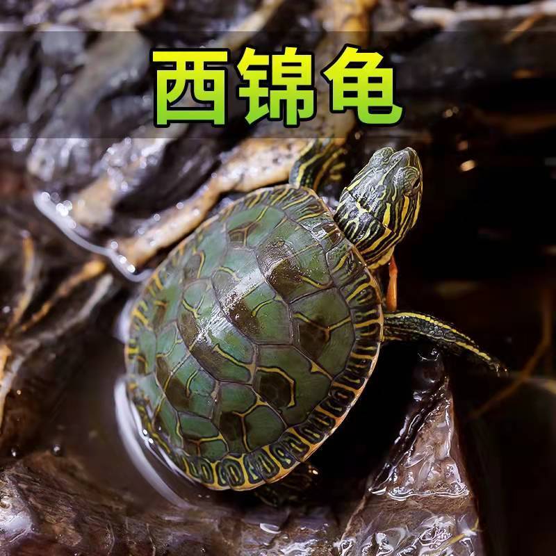 大河甜甜圈龟活体西锦彩龟西部锦龟乌龟斑彩水龟观赏深水桌面宠物