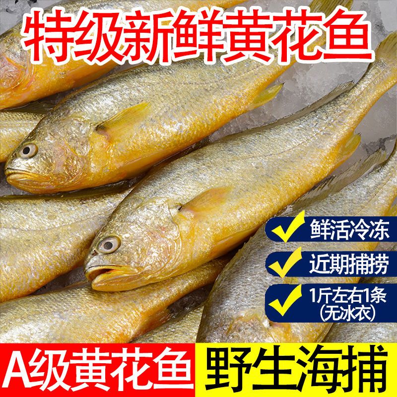 新鲜黄花鱼黄鱼正品保证正宗新鲜冷冻水产野生大黄鱼整条批发包邮