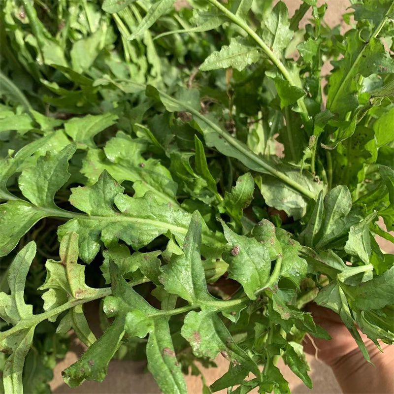 湖北农村老奶奶现挖新鲜野生荠菜地菜芨芨菜馄饨饺子春卷馅料包邮【15