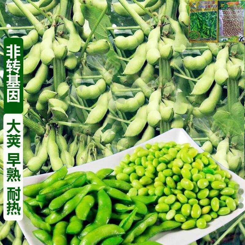 菜毛豆种籽早熟大荚毛豆种子高产四季豆黄豆鲜食菜豆春季蔬菜种孑