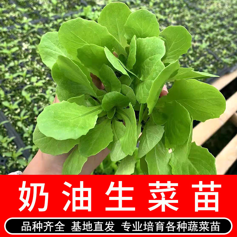 奶油生菜种苗种籽四季快菜沙拉小白菜阳台菜种盆栽蔬菜孑小青菜种