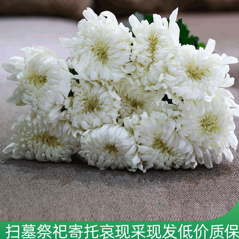 【白菊花】鲜花实惠祭扫扫墓悼念追忆上坟吊唁用花同城鲜花祭拜