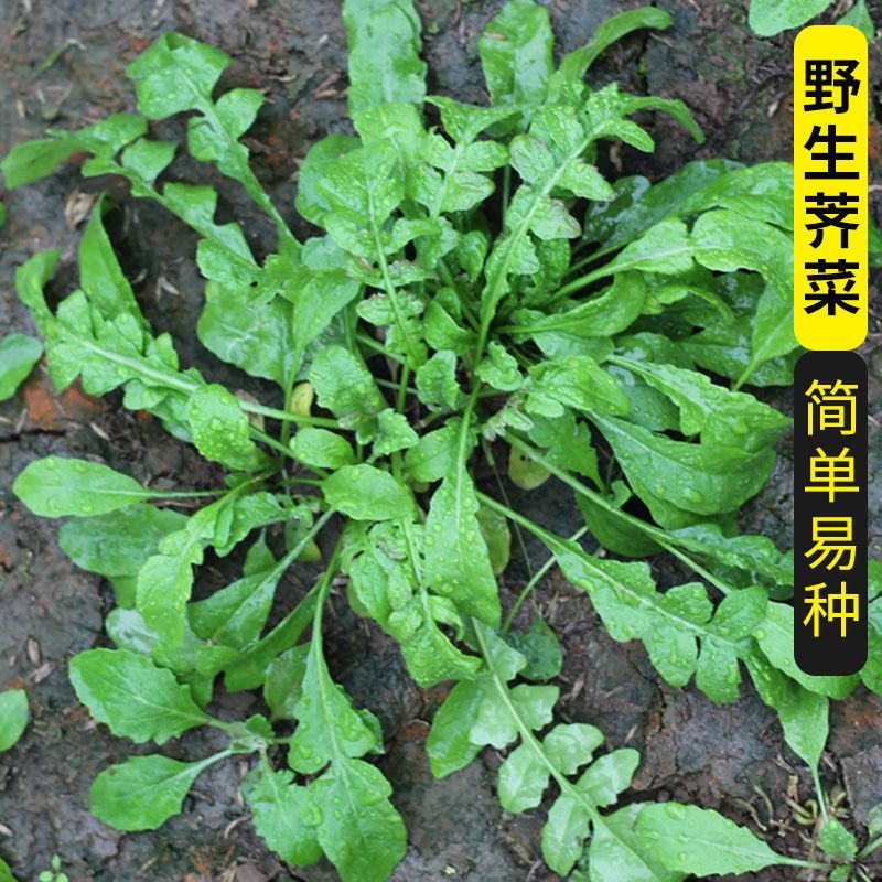 大叶荠菜种子野菜籽四季菜种籽种盆栽荠荠菜蔬菜孑种籽菜籽芨芨