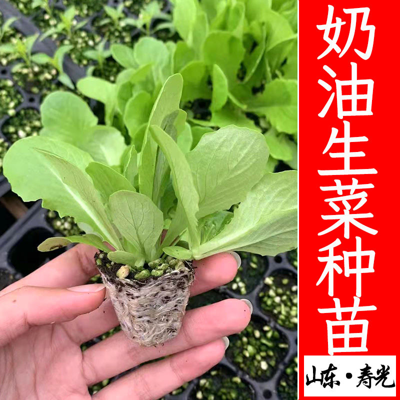 奶油生菜苗种子种籽四季快菜沙拉阳台盆栽生菜秧苗盆栽蔬菜孑菜种