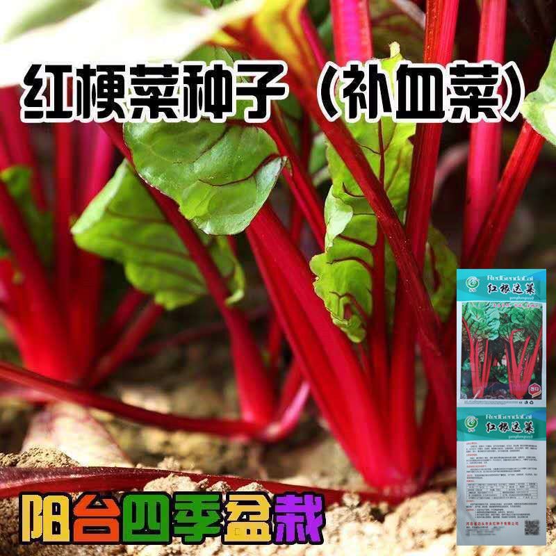 红梗菜种子 牛皮菜蔬菜种籽 菠菜叶甜菜根四季播种阳台盆栽根达菜