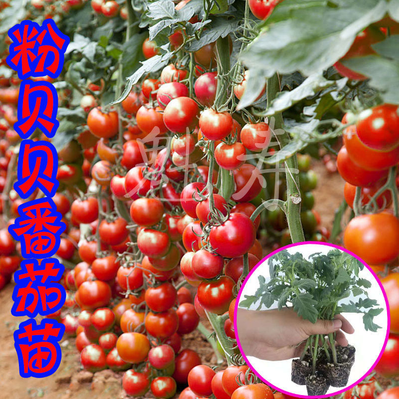 粉贝贝小番茄种子秧苗超甜圣女果大棚种植专用高产早熟四季阳台春
