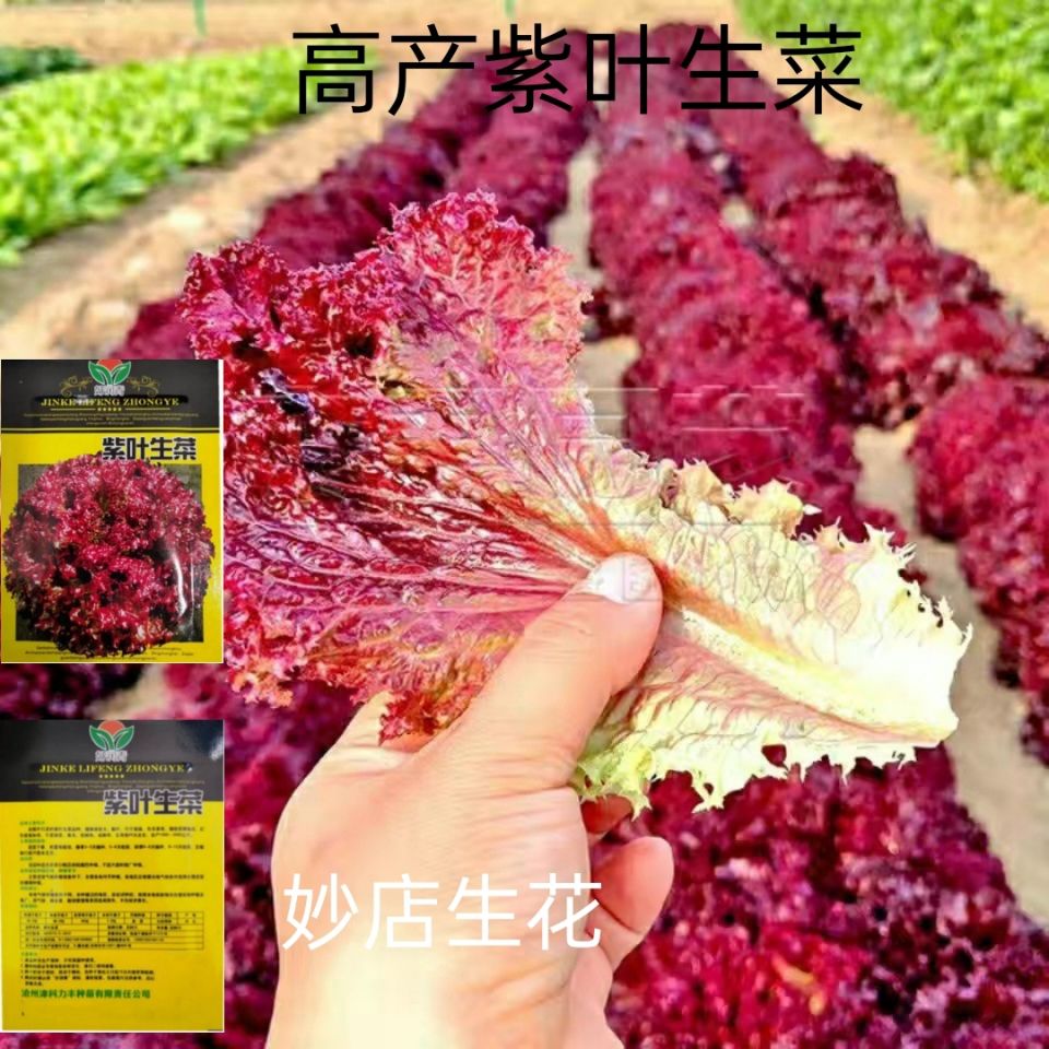 高产紫叶生菜奶油沙拉菜蔬菜种籽四季播阳台盆栽大田紫色红叶种子