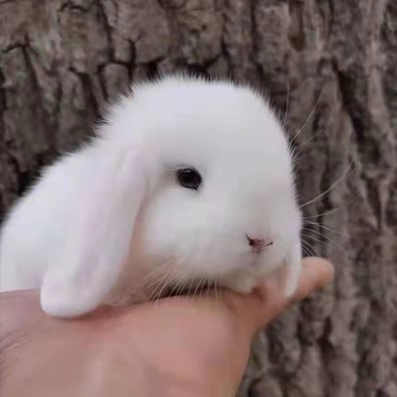 小兔子活物迷你小兔子超小宿舍宠物兔