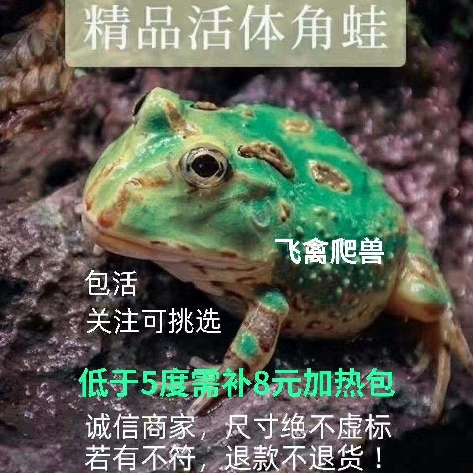 角蛙爬宠活体招财蛙观赏蛙宠物蛙绿角黄金宇治薄荷草莓蛋黄皮卡丘