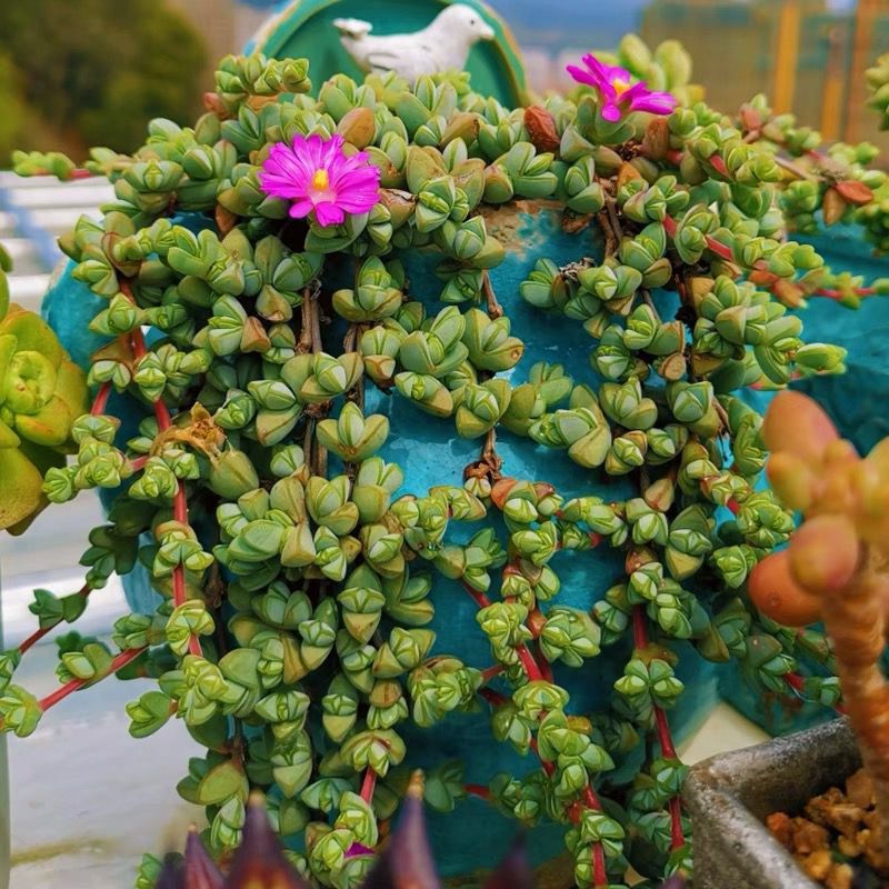 碧玉莲多肉植物多头群生老桩吊兰盆景大盆玉坠多肉胭脂云蓝豆秀妍