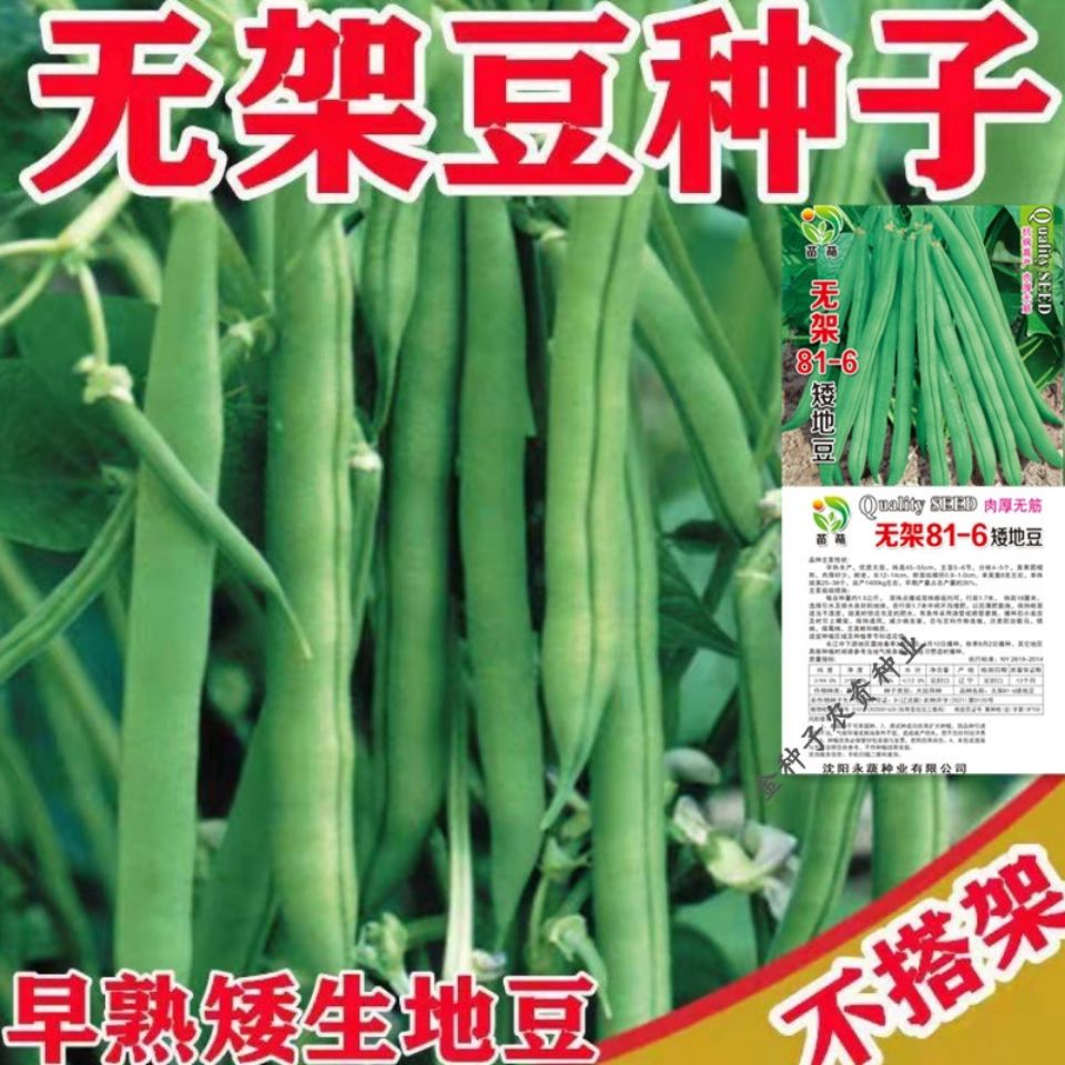 无架四季豆种子高产早熟春秋无架豆角豆菜不用搭架可盆栽蔬菜种籽【2