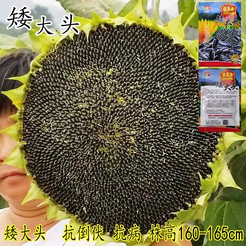 矮大头向日葵种子高产大型食用向日葵瓜子大粒矮杆葵花籽露地种植【3